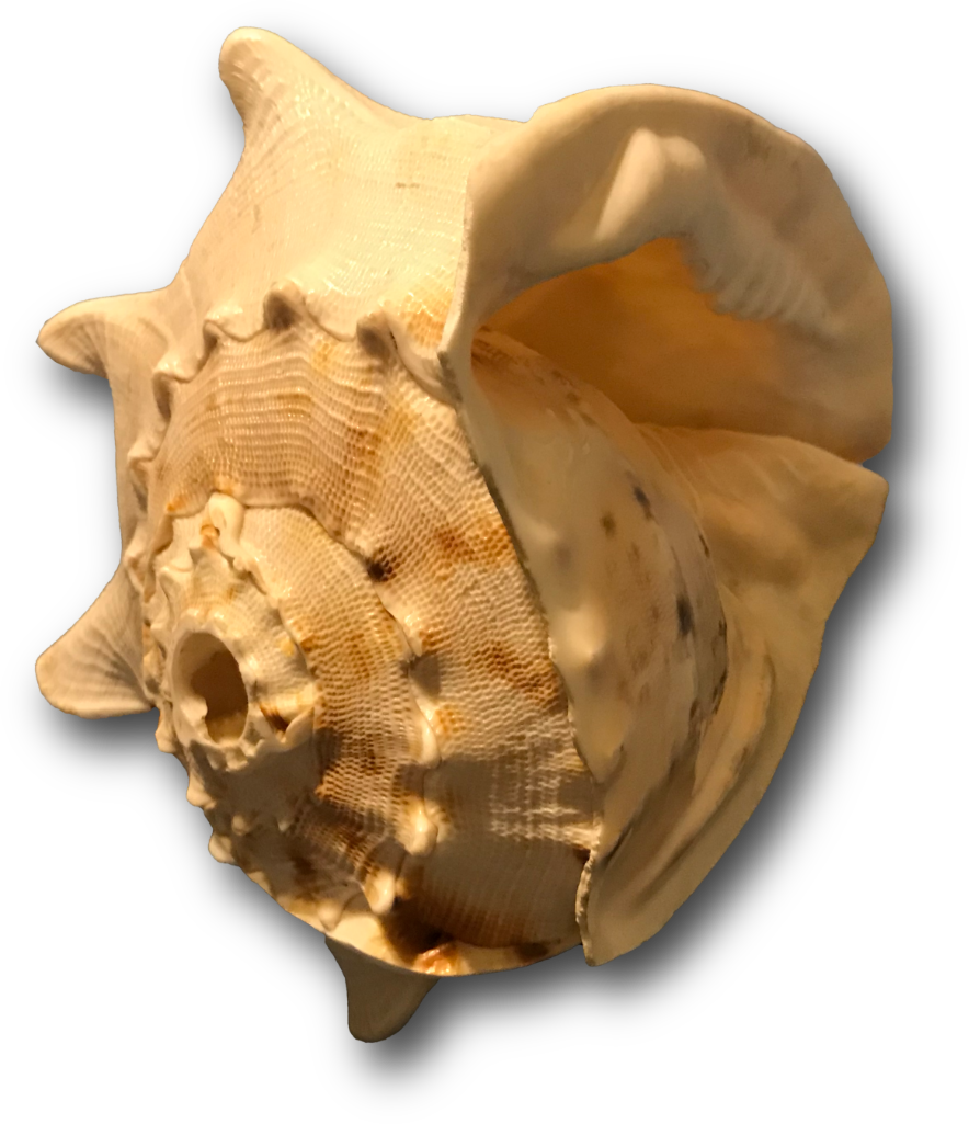 Photograph of a Conch Shell Trumpet